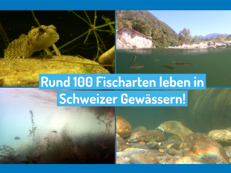 Fischvielfalt in der Schweiz - Int. Tag BDI