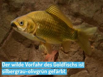 Goldfische wildfarben