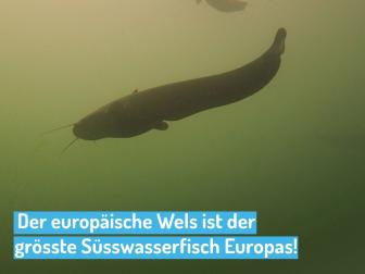 Europäischer Wels