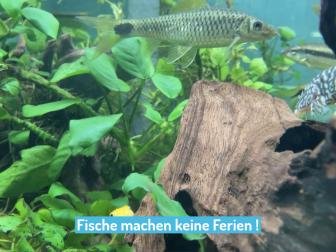 Fische im Aquarium