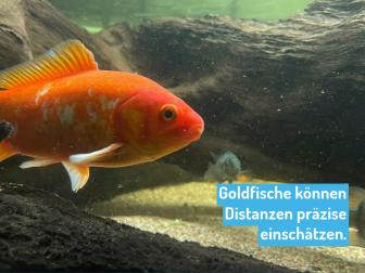 Goldfisch