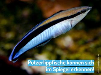 Putzerlippfische können sich im Spiegel erkennen