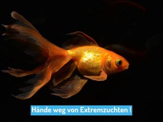 Goldfisch Extremzucht