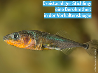 Der Dreistachlige Stichling