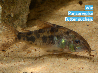 Marmorierter Panzerwels am Futter suchen