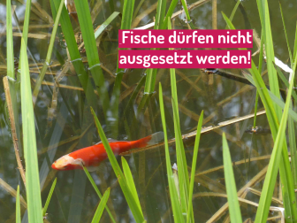 Fische dürfen nicht ausgesetzt werden!