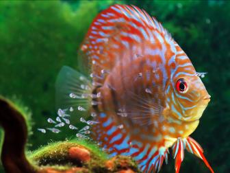 Dikus mit Jungtieren