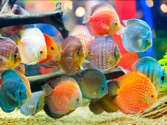 Viele Diskus mit unterschiedlichen Farben