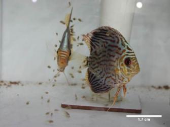 diskus