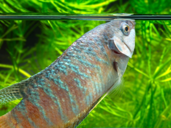 Makropode am Luft atmen an der Wasseroberfläche