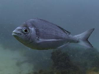 Streifenbrasse (Spondyliosoma cantharus)