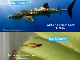 Walhai und Paedocypris progenetica