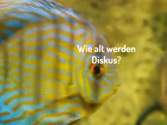Diskus close up - Wie alt werden Diskus?