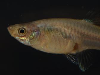 Guppy mit metall glänzendem Gesichtsmuster