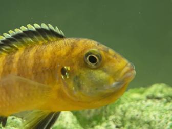 Malawi-Bunbarsch mit Brut im Maul