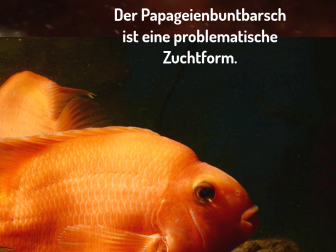 Papageienbuntbarsch