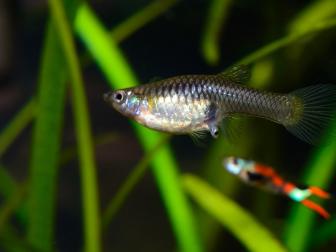 Ein Guppyweibchen gebärt ein fertige entwickeltes Jungtiere