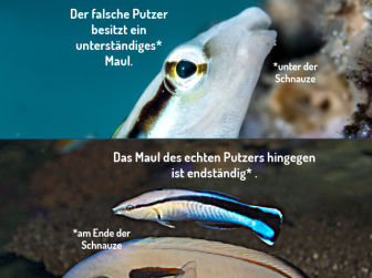 oben Falscher Putzerfisch - unten Gemeiner Putzerlippfisch