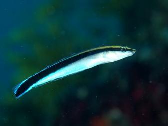 Falscher Putzerfisch Portrait