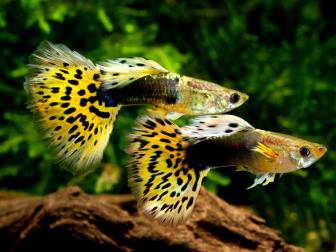 Zwei gezüchtete Guppys mit Schleierschwänzen