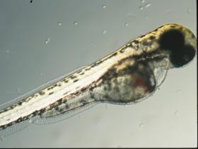 Eine Zebrafischlarve