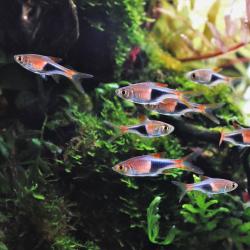 Eine Gruppe Keilfleckbärblinge in schön bepflanzem Aquarium