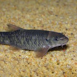 Eine Rötliche Saugbarbe auf dem Bodengrund