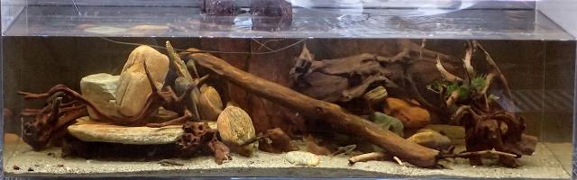 Aquarium mit 4 Arten