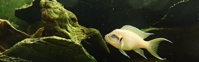 Das Elternpaar. Oben das etwas kleinere und rundlichere Weibchen.