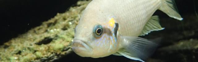 Feenbuntbarsch-Männchen