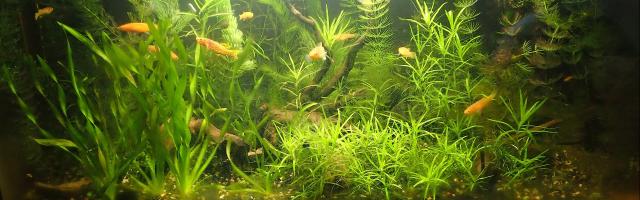 Das 80-Liter-Aquarium (80 x 35 x 40 cm, LxBxH) ist mit vielen Pflanzen und Wurzeln schön strukturiert.