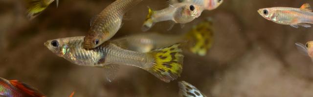 Eine Gruppe Guppys