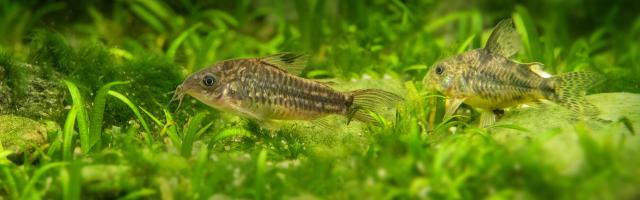 Zwei Marmorierter Panzerwelse