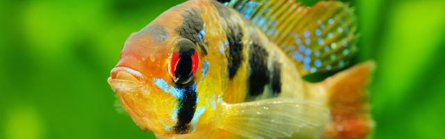 Schmetterlingsbuntbarsch