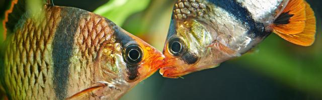 Zwei Sumatrabarben kommunizieren