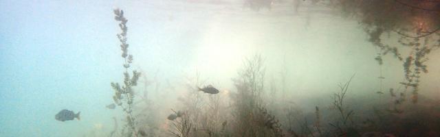 Unterwasserwelt im Zürichsee