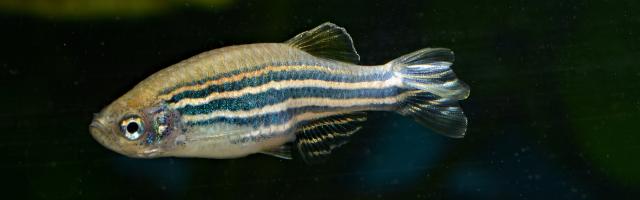 Zebrafisch