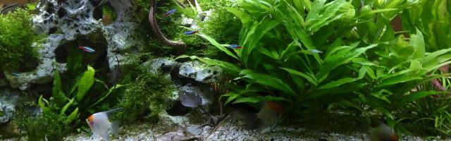 Aquarium mit Skalaren, Neon und Schrägschwimmer