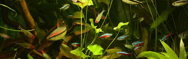 Aquarium mit verschienen Arten