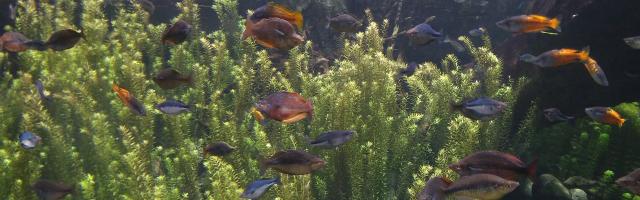 Aquarium mit Regenbogenfischen