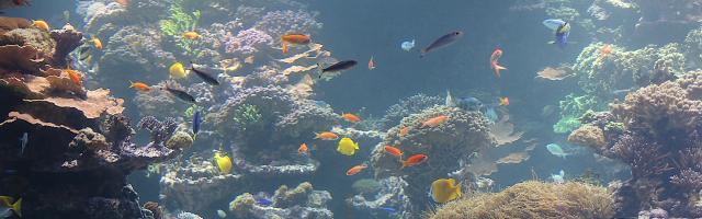 Aquarium - Riff - Unterwasserlandschaft