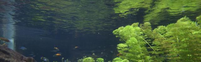 Aquarium - Unterwasserwelt