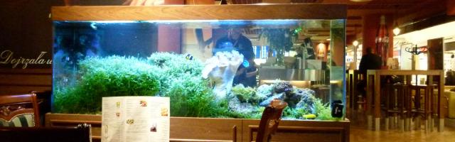 Salzwassser-Aquarium in einem Flughafen