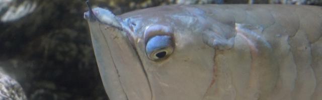 Arowana mit seinem eindrücklichen Gesicht