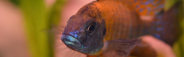 Aulonocara Buntbarsch