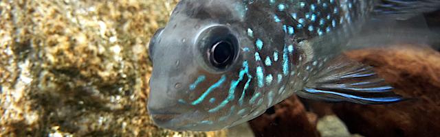 Blaupunktbuntbarsch (Aequidens pulcher)