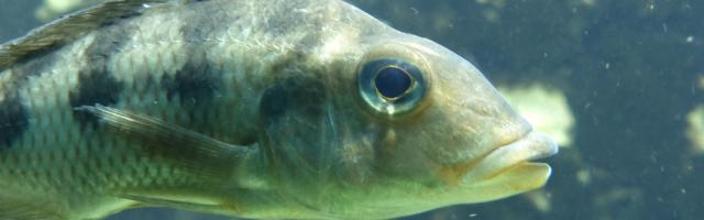 Buntbarsch Maylandia lombardoi 