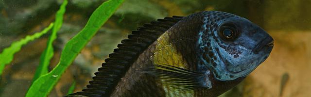 Buntbarsch Tropheus duboisi 