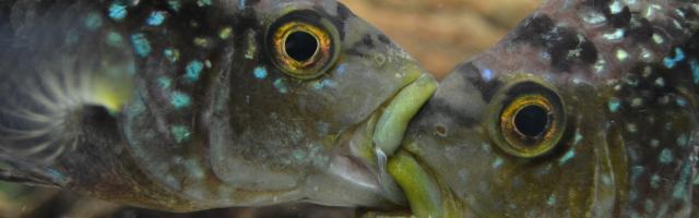 Buntbarsche kämpfend