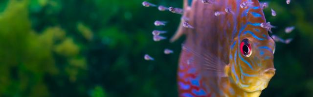 Diskus mit Jungtieren